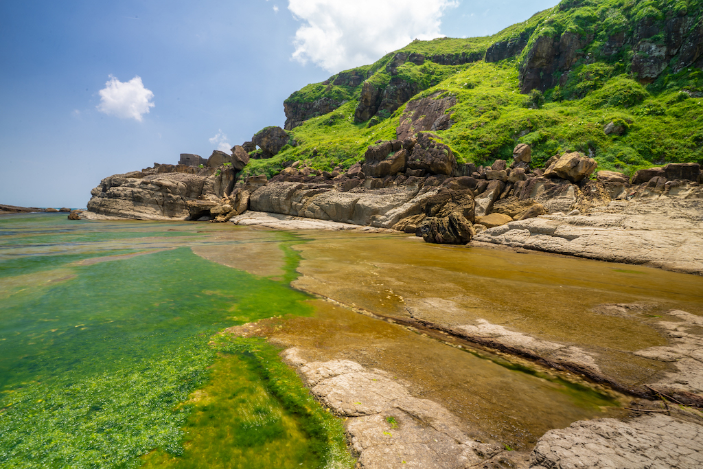 冬春季具有綠油油的藻田