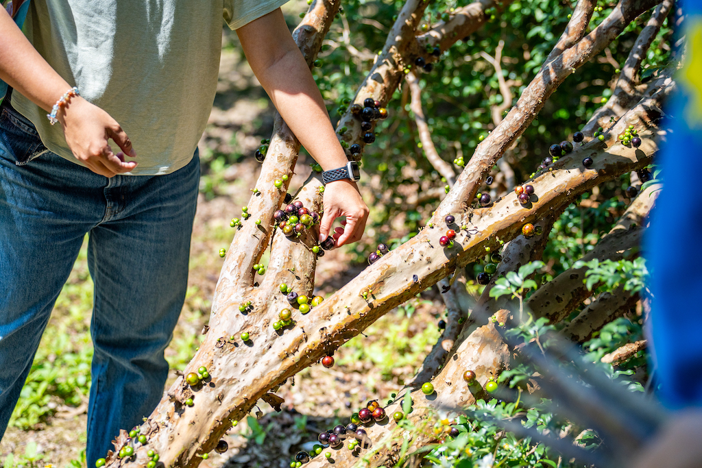 場地農事採收體驗-2