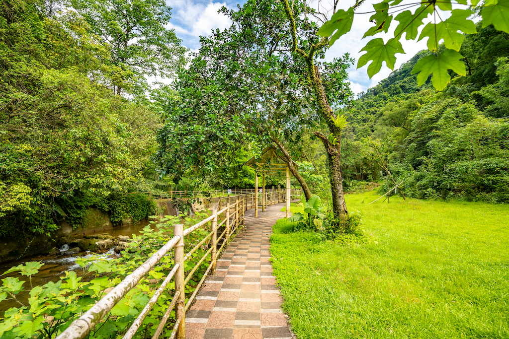 瑪西賞桐步道近景2